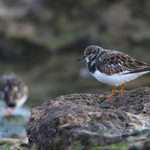 Ruddy Turnstone