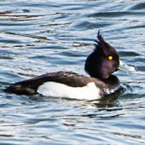 Tufted Duck