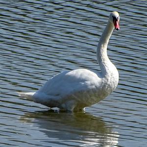 Mute Swan