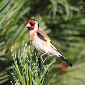 European Goldfinch