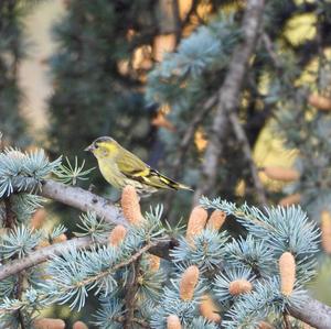 Eurasian Siskin