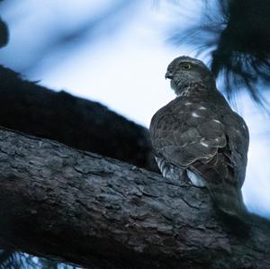 Eurasian Sparrowhawk