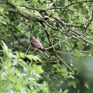 Common Kestrel