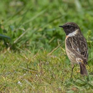 European stonechat