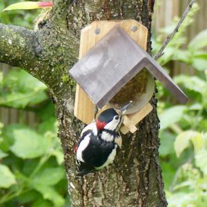 Great Spotted Woodpecker