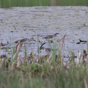 Wood Sandpiper