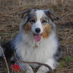 Australian Shepherd