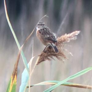 European stonechat