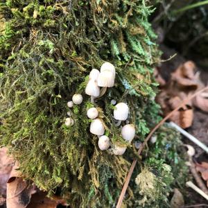 Non-inky Coprinus