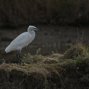 Little Egret