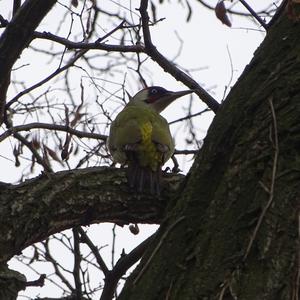 Eurasian Green Woodpecker