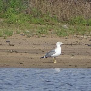 Yellow-legged Gull