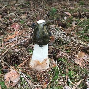 Stinkhorn, Common