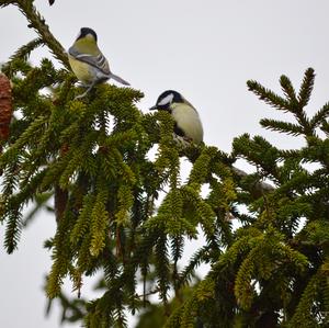 Great Tit