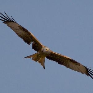 Red Kite