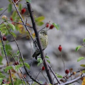 European Serin