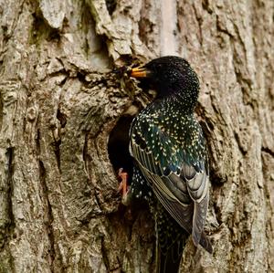 Common Starling