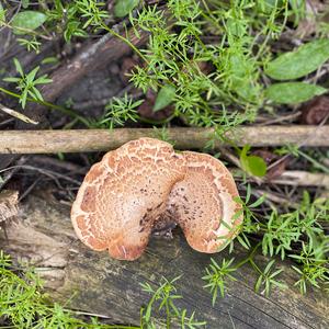 Dryad`s Saddle