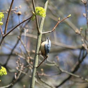 Wood Nuthatch