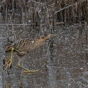 Great Bittern