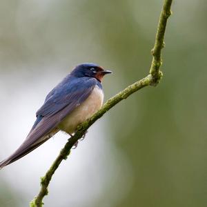 Barn Swallow