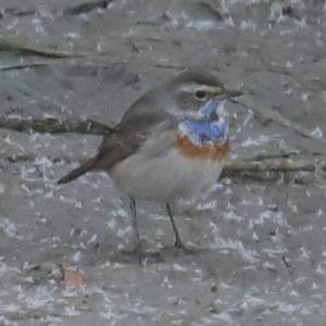 Bluethroat