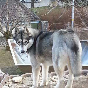 Siberian Husky