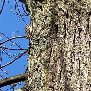 Short-toed Treecreeper