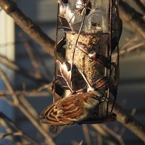 House Sparrow