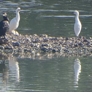 Cattle Egret