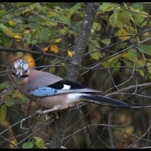 Eurasian Jay