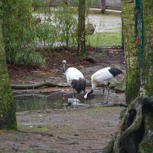 Common Crane