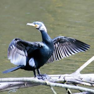 Great Cormorant