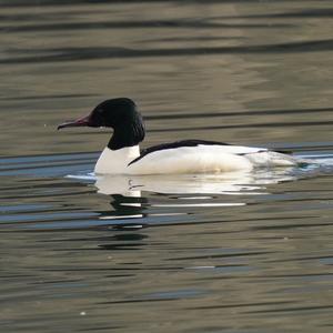 Common Merganser