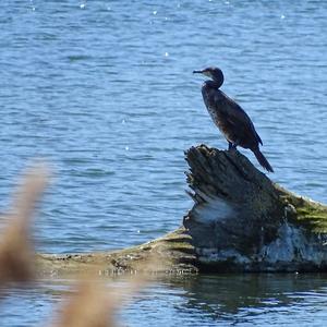 Great Cormorant