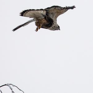 Rough-legged Hawk