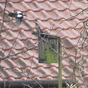 Great Spotted Woodpecker