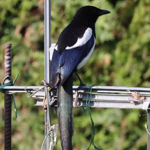 Black-billed Magpie