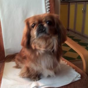 Pekingese