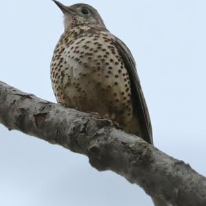 Mistle Thrush