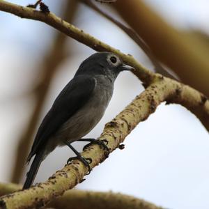 Ussher's Flycatcher