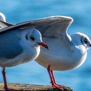 Black-headed Gull