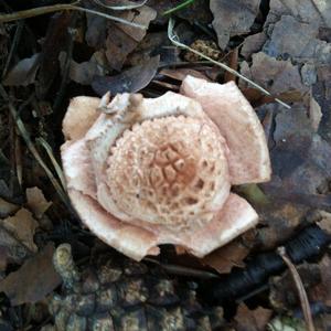 Collared Earthstar