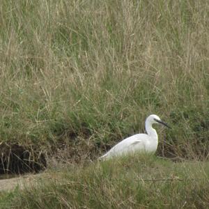 Little Egret