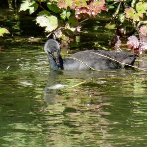 Common Coot