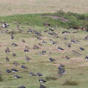 Northern Lapwing