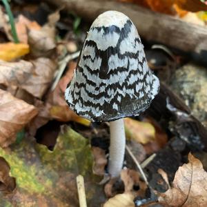 Magpie Ink-cap