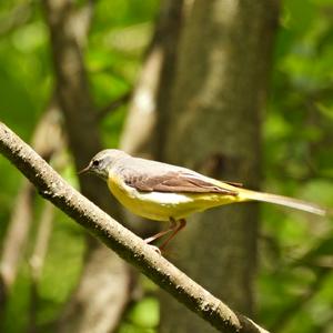 Yellow Wagtail