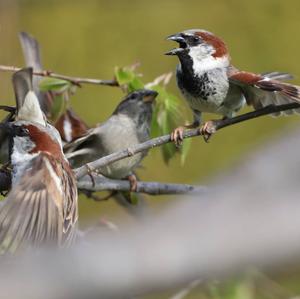 House Sparrow