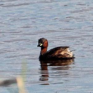 Little Grebe